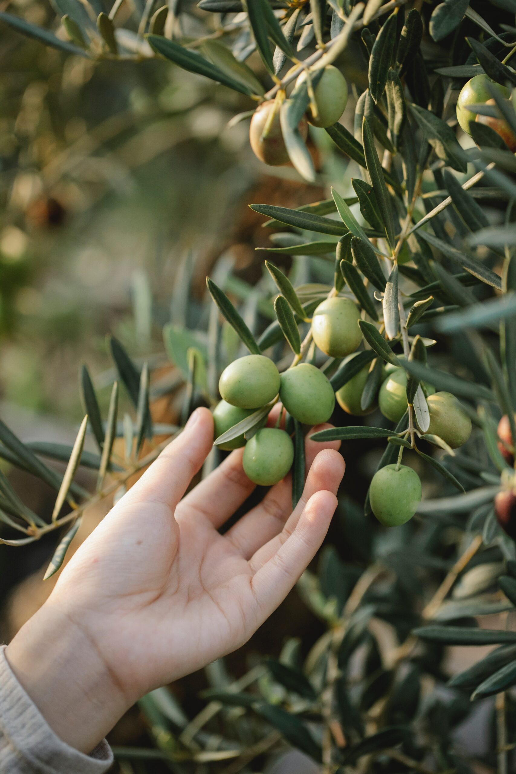 Join Olive Harvest Experience in Crete